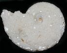 Agate/Chalcedony Replaced Ammonite Fossil #25519-1